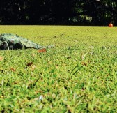 Golf de Bourbon | Golfové zájezdy, golfová dovolená, luxusní golf