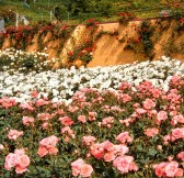 Madeira-hotel-Pestana-Quinta-do-Arco-Nature-Rose-Garden-33