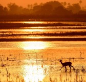 Botswana-Okavango-Jao-Camp-Safari-32