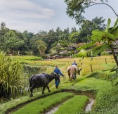 Thajsko - Four Seasons Chiang Mai4