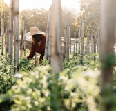 Amanpulo, Philippines - Organic Farm, Farm Tour 1_22419