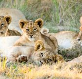 Jar-Gondwana-Private-Game-Reserve-41