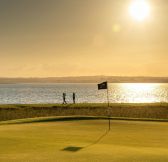 IRSKO - The Hawthorn by Galway Bay
